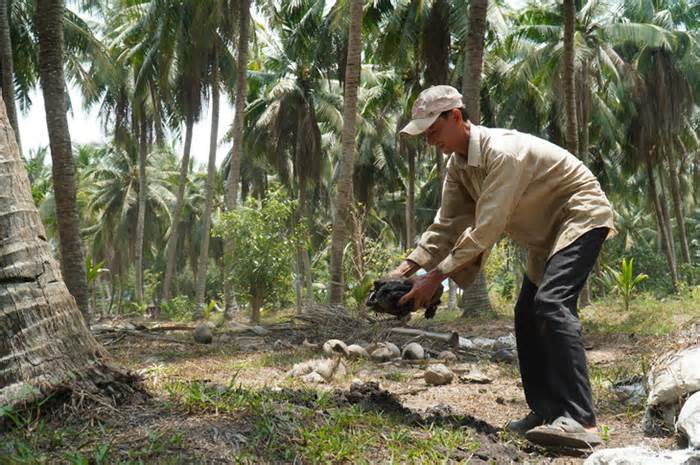 Cây dừa trở thành cây công nghiệp chủ lực, dân trồng dừa bớt lo rớt giá