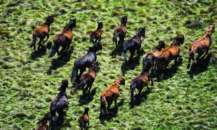 Australia bắt đầu tiêu diệt 14.000 con ngựa hoang