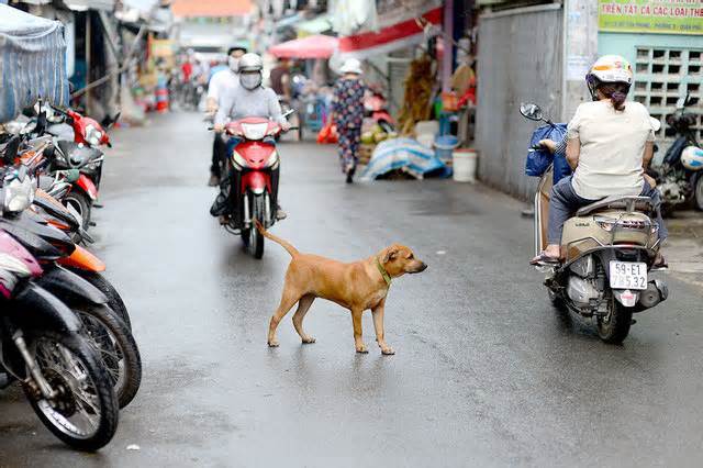 7 tháng, 56 người tử vong vì bệnh dại, chỉ hơn một nửa chó nuôi được tiêm phòng