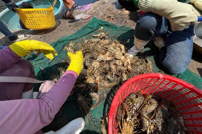 Tôm hùm, cá biển ở Phú Yên tiếp tục chết
