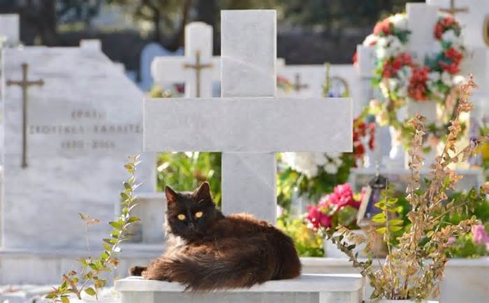 Tây Ban Nha lần đầu tiên mở nghĩa trang công cộng cho thú cưng