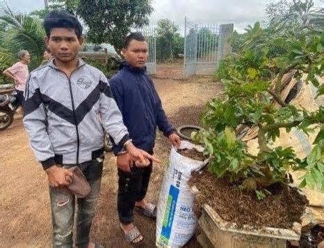 Trộm cây mai cảnh, 2 thanh niên bị công an bắt