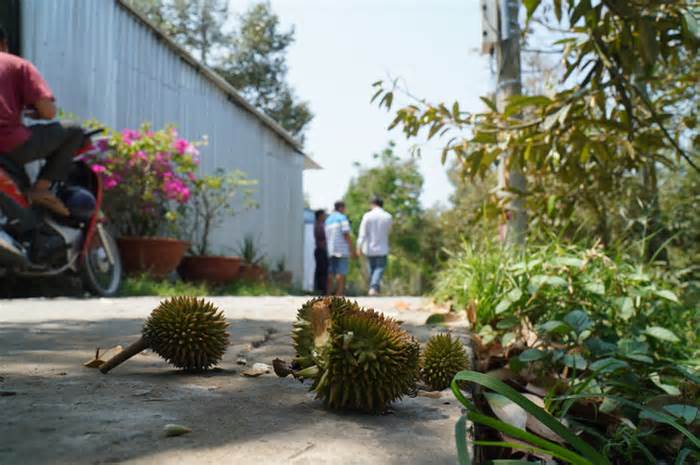 Dự án ngăn mặn chậm tiến độ, nhà vườn thiệt hại nặng do sầu riêng nhiễm mặn