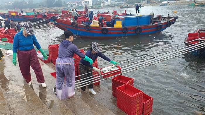 Bình minh ở chợ hải sản lớn bậc nhất Nghệ An
