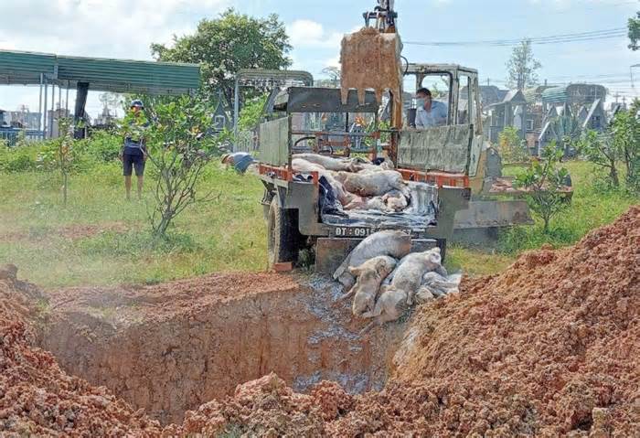 Đắk Nông tập trung ngăn chặn dịch tả heo châu Phi