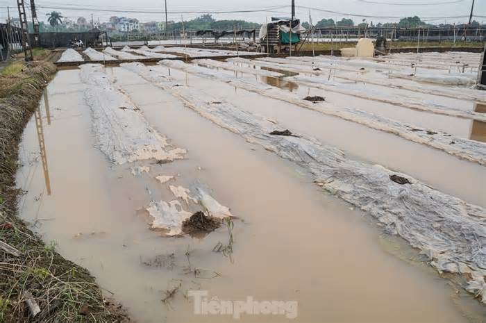 Làng hoa Tây Tựu lao đao mùa mưa, người dân ngày đêm xả nước cứu hoa