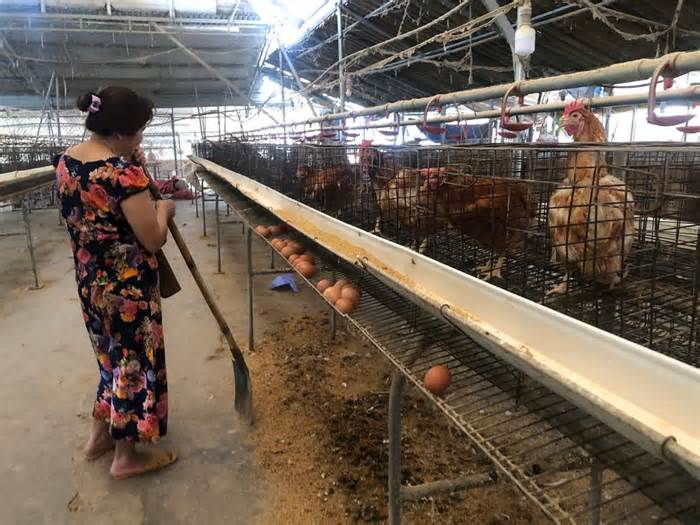 Một tổ dân phố Kon Tum có đến 11 trang trại gà hoạt động, bốc mùi hôi thối