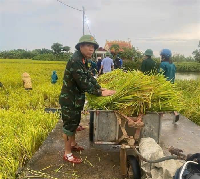 Thanh Hoá: Bộ đội, dân quân giúp dân gặt lúa 'chạy' mưa bão