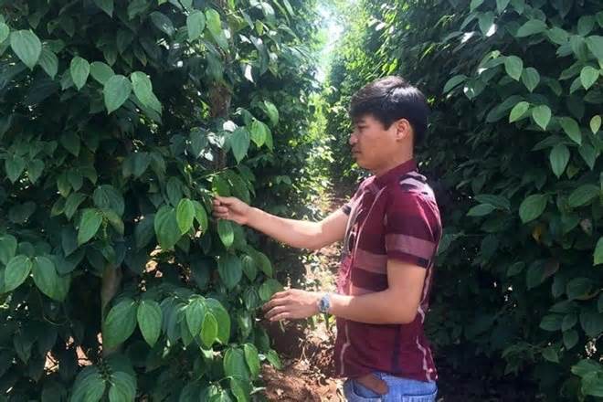 Giá tiêu hôm nay 22.3: Tuần giảm sâu, mất 8.500 đồng/kg