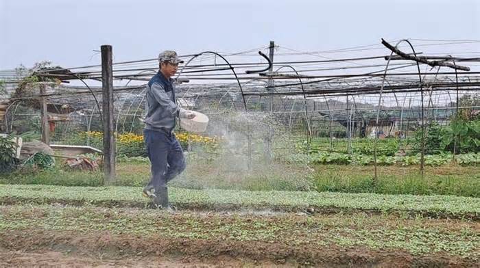 Nông dân Đà Nẵng xuống giống rau màu, chuẩn bị nguồn hàng cho Tết