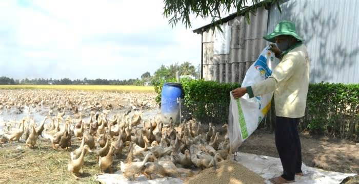 Lo cúm A H5N1 lây lan, Bạc Liêu, Cà Mau siết nuôi gia cầm