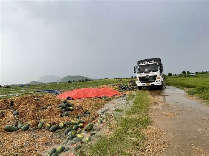 Gia Lai: Nông dân trồng dưa hấu bị thiệt hại nặng nề do mưa lớn