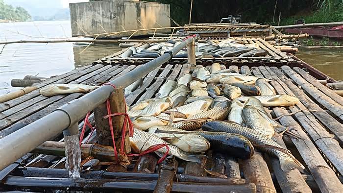 Bất ngờ nguyên nhân khiến cá chết hàng loạt trên sông Mã ở Thanh Hóa