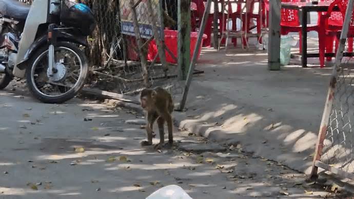 Bắt được con khỉ vào khu dân cư quậy phá, cắn người dân bị thương ở TPHCM