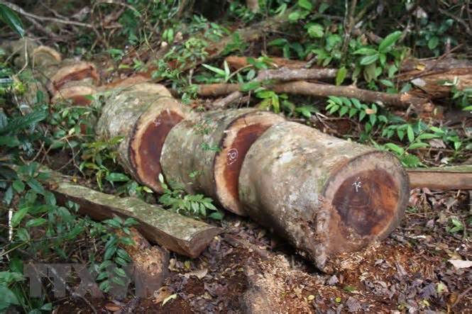 Gia Lai: Điều tra các đối tượng chặt hạ rừng tại huyện Kbang