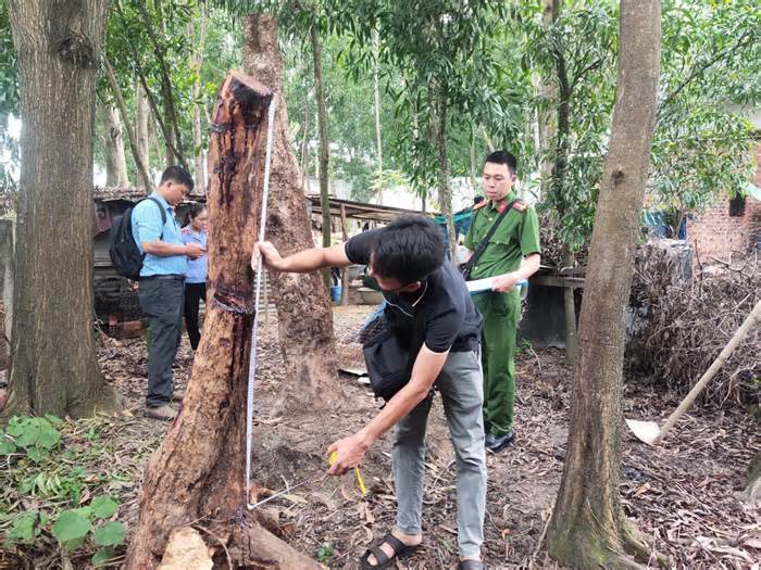 Bắt đối tượng trộm cây gỗ quý tại rừng phòng hộ ở Bà Rịa Vũng Tàu