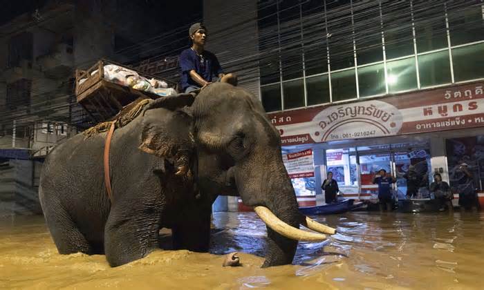 Voi lội nước lũ tiếp tế cho người dân Chiang Mai