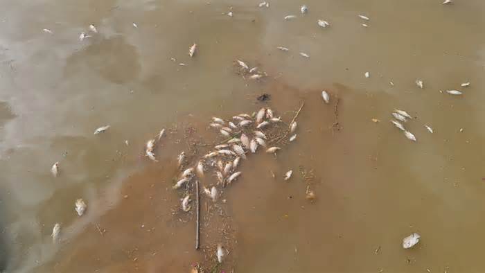 Cá lại chết nổi lềnh bềnh ở hồ Xuân Hương Đà Lạt