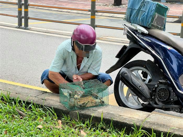 Ngang nhiên giăng bẫy chim trời giữa lòng thành phố