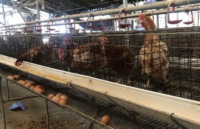 Kon Tum: Hàng chục trại gà tại một tổ dân phố bốc mùi hôi thối, gây ô nhiễm