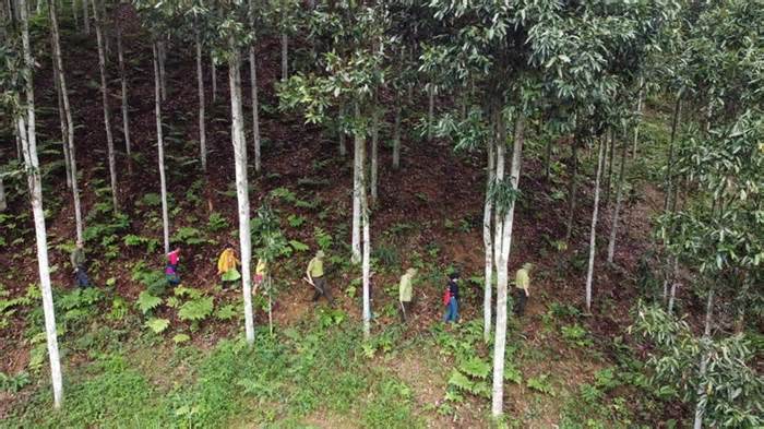 Lào Cai: Kiểm lâm căng mình tuần tra, bảo vệ rừng dịp Tết Nguyên đán