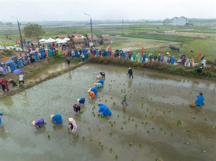 Khách Tây khoái chí xuống ruộng tát nước, cấy lúa cùng nông dân Hội An