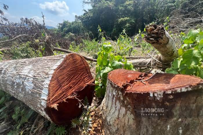 Xử lý trách nhiệm vụ hơn 1,1ha rừng phòng hộ ở Bình Định bị cưa hạ