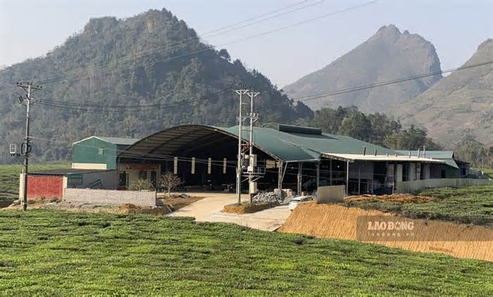 Lai Châu: Nhà máy chè khổng lồ hoạt động chui trên đất nông nghiệp