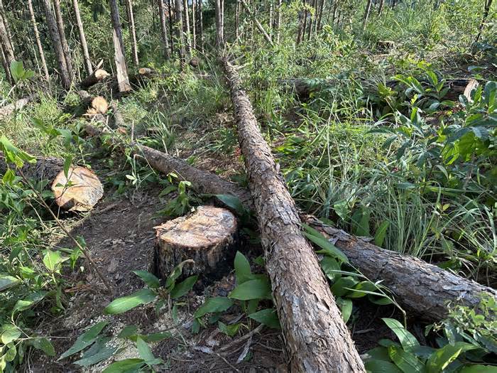 Kẻ gian cưa hạ cả trăm cây thông ba lá trong rừng phòng hộ ở Lâm Đồng