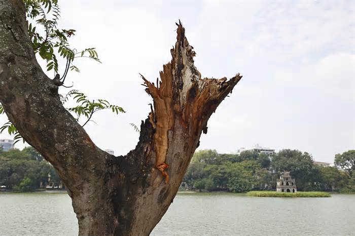 Hà Nội: Những cây xanh gãy đổ sau bão bật chồi 'hồi sinh'