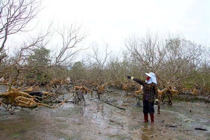Cận cảnh hơn 5ha rừng ngập mặn ở Quảng Nam bị chết khô