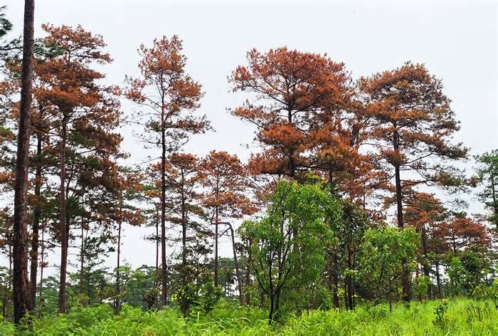 Truy tìm thủ phạm đầu độc gần 100 cây thông ba lá ở Lâm Đồng