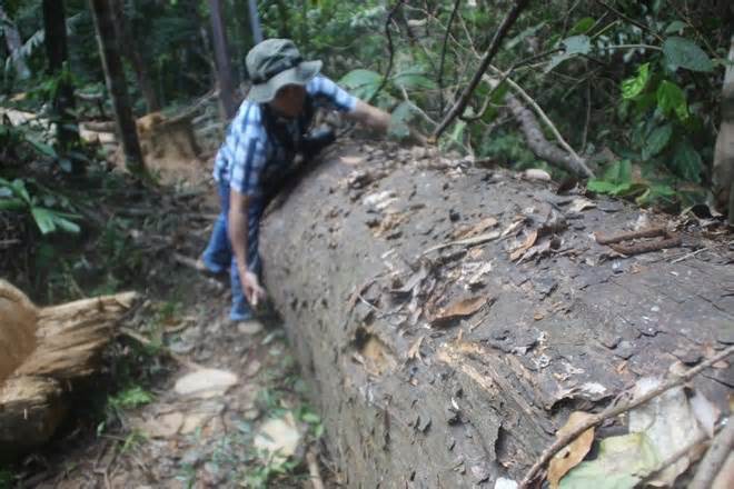 Một năm bảo vệ 1 hecta rừng được 400.000 đồng là quá thấp