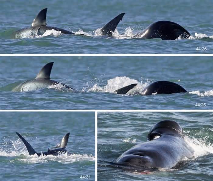 Cá voi sát thủ đổi tập tính, một mình săn cá mập trắng trong 2 phút