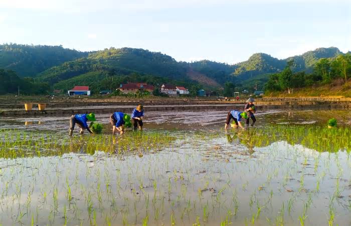 Thanh niên tình nguyện lội bùn cấy lúa giúp người dân