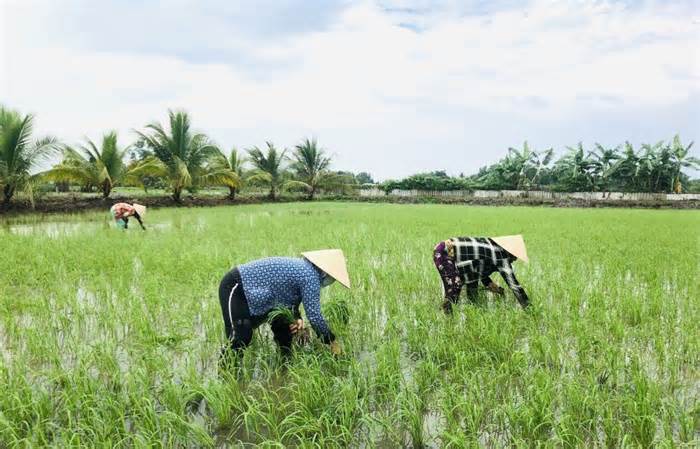 Xâm nhập mặn giảm, nông dân ở Hậu Giang hối hả gieo sạ vụ lúa mới