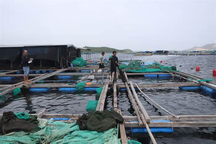 Tôm hùm chết hàng loạt trên vịnh Vân Phong chưa rõ nguyên nhân