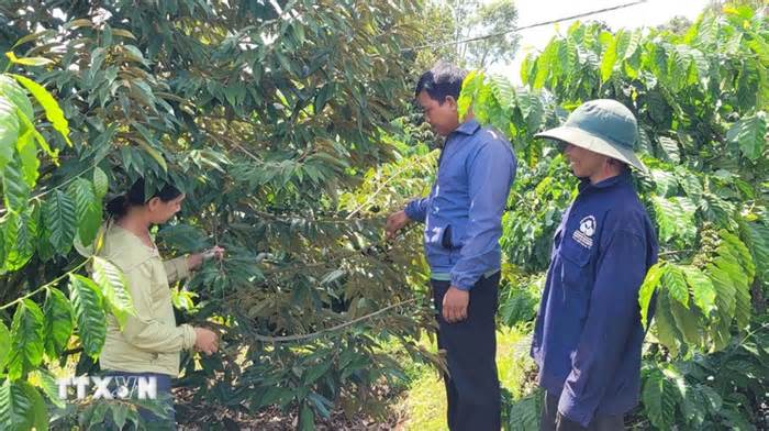 Gia Lai: Tăng hiệu quả kinh tế từ trồng sầu riêng theo tiêu chuẩn VietGAP