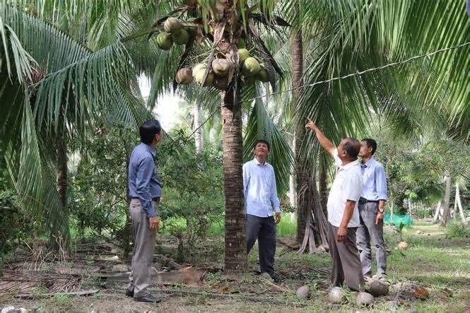 Tiền Giang: Giá dừa trái tăng gấp đôi, nông dân yên tâm chăm sóc vườn