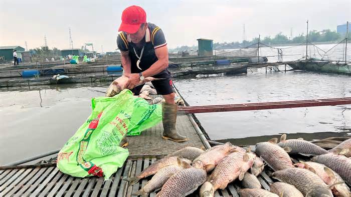 Hơn 300 tấn cá nuôi lồng chết hàng loạt