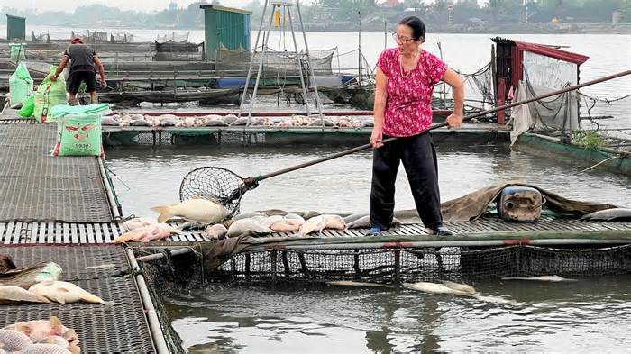 Thủy hải sản nuôi chết hàng loạt, nông dân lo đổ nợ