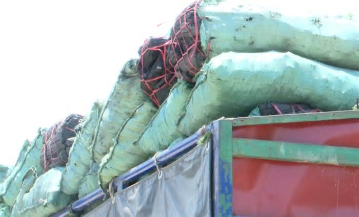 Công an Quảng Trị phát hiện vụ buôn lậu 180 tấn than củi ở biên giới