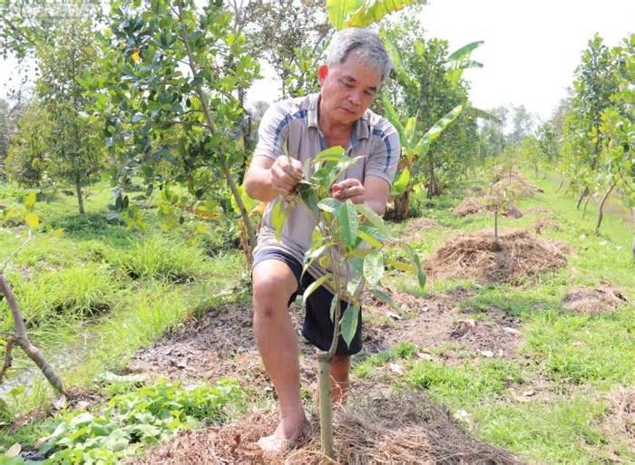 Nông dân ồ ạt bỏ lúa trồng sầu riêng: Phải đầu tư có chiều sâu, có nơi tiêu thụ