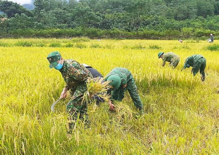 Bộ đội biên phòng cùng dân xuống đồng thu hoạch lúa sau mưa lũ