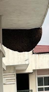 Phá tổ ong đường kính gần 2m tại chung cư cao tầng ở Hải Phòng