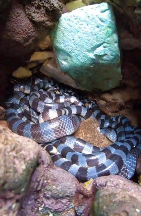 Đảo Phú Quý có loài rắn 'độc nhất thế giới'?
