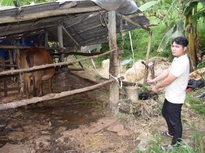 Phú Yên: Nam thanh niên thuê ô tô tải đi trộm bò cái đang mang thai