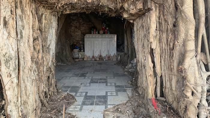 Bộ rễ khủng cây di sản trùm kín miếu thờ ở Quảng Nam