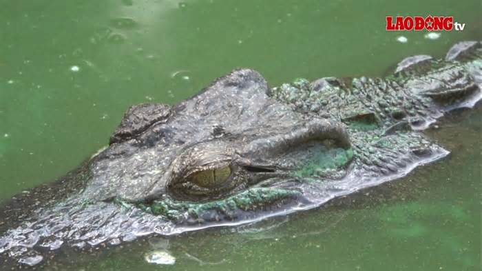 Giám đốc Công viên An Hòa nói về hướng xử lý đàn cá sấu sau vụ xổng chuồng