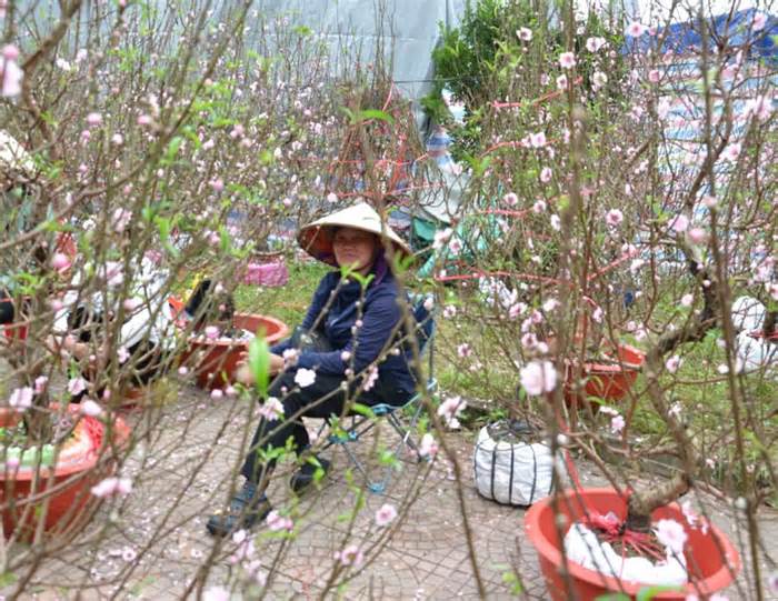 Lao động tự do vất vả mưu sinh ở chợ hoa Tết lớn nhất Ninh Bình